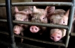 porc.jpg