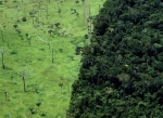foret.jpg