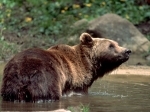ours-des-pyrenees_620x465.jpg