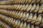 jamon.jpg
