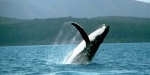 baleine.jpg