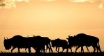 serengeti.jpg