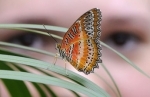 Papillons.jpg