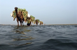 gange.jpg