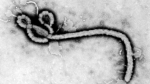 virus.jpg