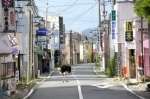 japon.jpg