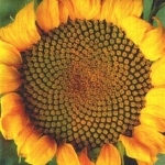 tournesol.jpg
