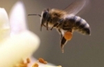 abeille_410.jpg