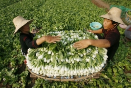 chine.jpg