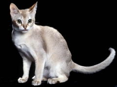 singapura.jpg