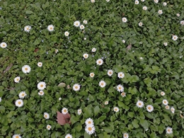 Board of Peace, Etats-Unis, adhésion UE, ONU,