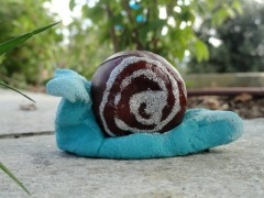 escargots marrons10.jpg