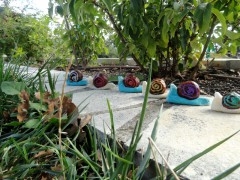 escargots marrons8.jpg