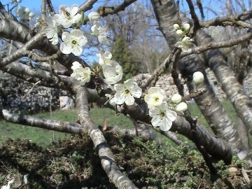 Le Printemps Continue Son Avanc E Ferme De Cazals Marcilhac Sur C L Chambres Et Tables D