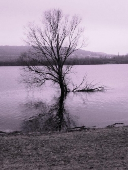 arbre Elie Mehdé sépia.jpg