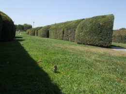musée,louvre,jardin,tuileries,paris