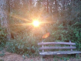 elie mehdi, banc, foret, soleil