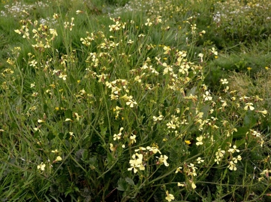 La Ravenelle Brassicacées Flore De Senlisse