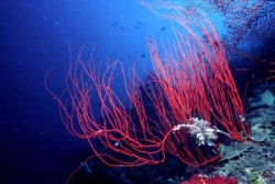Corail en Indonésie