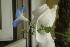 DSC07525.JPG