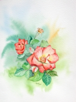 Roses - Aquarelle - 36x42