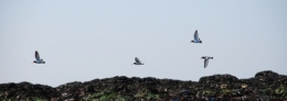 DSC_5515.jpg
