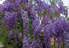 glycine.jpg
