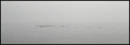 brume2.jpg