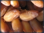 Branchette.jpg