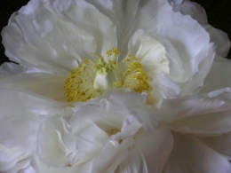 lapivoine.jpg