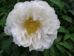 pivoine.jpg