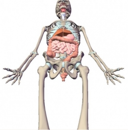 visiblebody2.1205931494.JPG