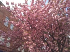 printemps1.jpg