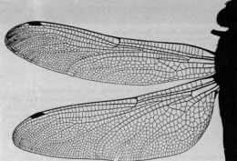 ailes1.jpg