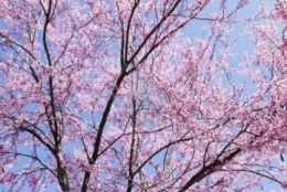 9964825-cerisier-japonais-prunus-serrulata-est-une-espece-de-cerise-a-natif-du-japon-la-coree-et-la-chine.jpg