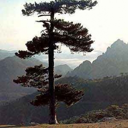 Arbre_pin-corse.jpg