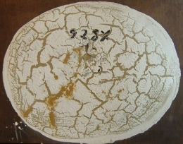 1990 Oval Blanc mixed media on panel.jpg