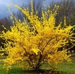 forsythia_arbuste_en_fleurs-site.jpg