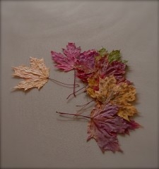 feuilles1.jpg