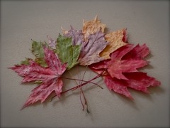 feuilles2.jpg