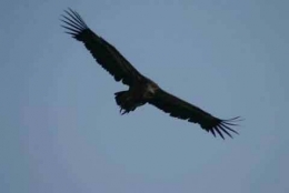 vautour_fauve_vercors_chama.jpg