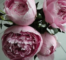 Pivoines-roses.jpg