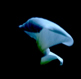 17638_840211436049413_2106338218922984775_n.jpg