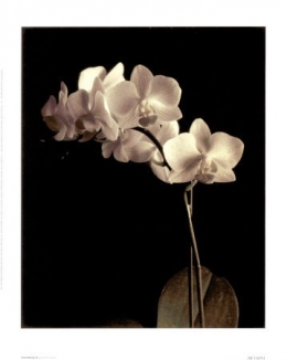 AB10693~Etude-d-orchidee-IV-Affiches.jpg