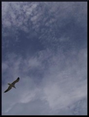 a1ii0.jpg