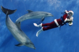 pere-noel-dauphin-japon_4.jpg