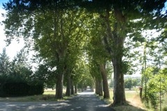 allée de platanes.jpg