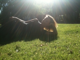 herbe tendre.jpg