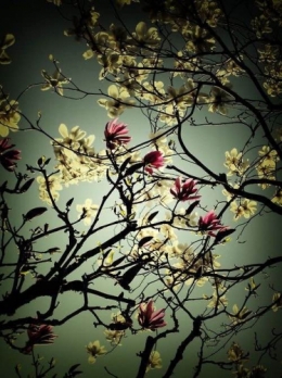 medussa tito guillot.jpg