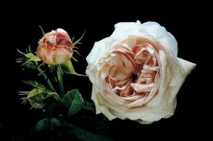 roses-anciennes-302932.jpg